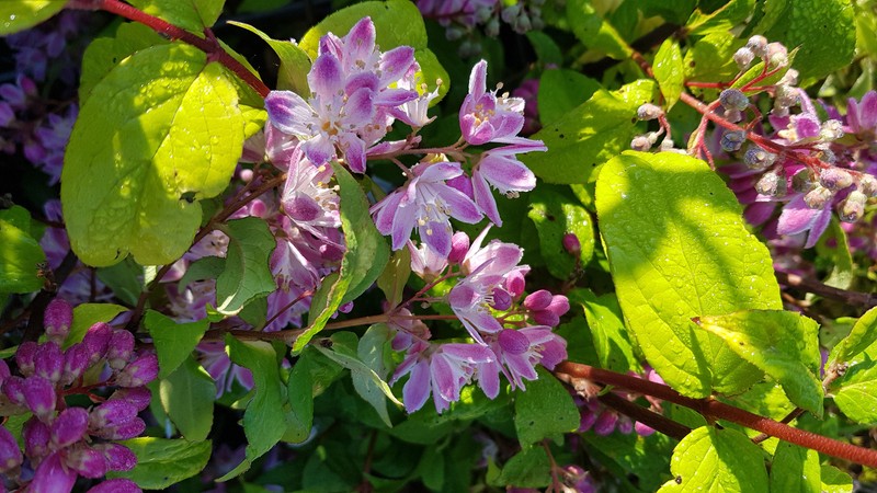 Deutzia X Hybrida 'Perle Rose' / Deutzie Ã  Fleurs Roses / Conteneur De 3 Ã  4 ...