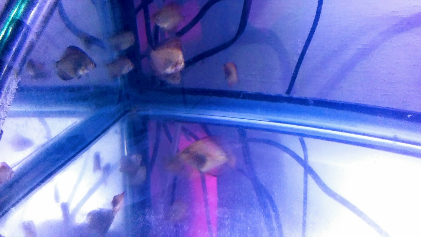 5 ( five) Ornamental DISCUS FISH