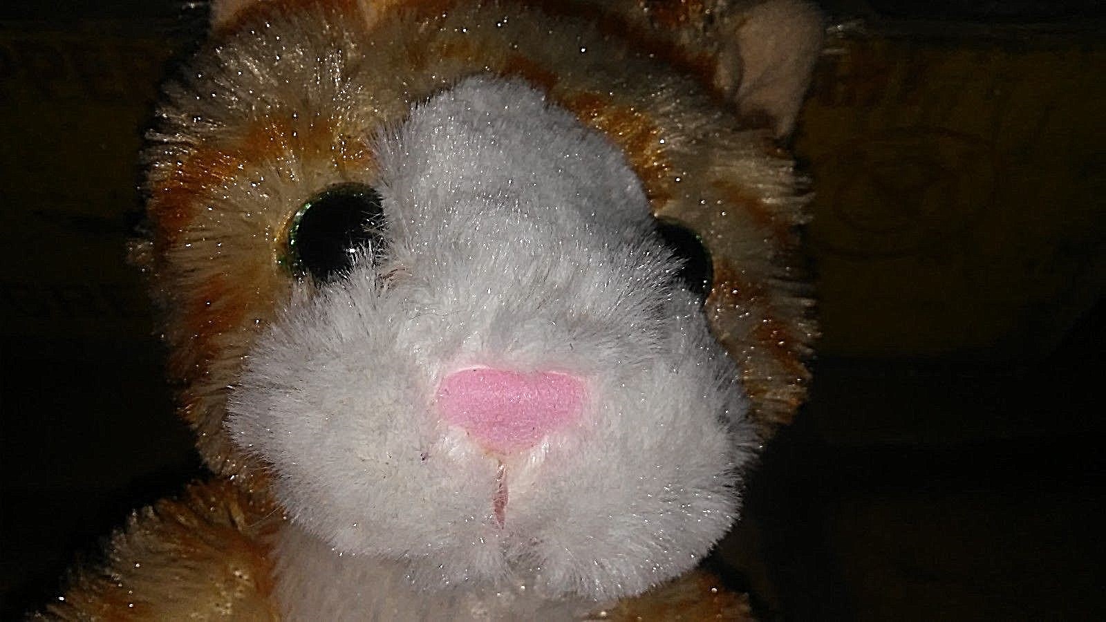 FIRST MAIN KIT KAT 3014KG Cat Orange Tabby Kitty Kitten 8