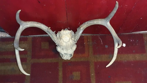 WHITETAIL DEER HEAD SKULL WALL MOUNT ANTLERS HORNS RACK ILLINOIS TAXIDERMY