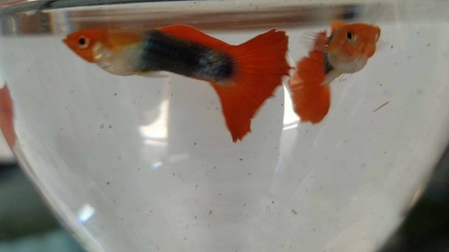 Tuxedo Koi Red Tail Guppy