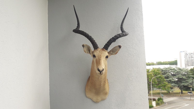 Taxidermie D' Impala ; Aepyceros Melampus