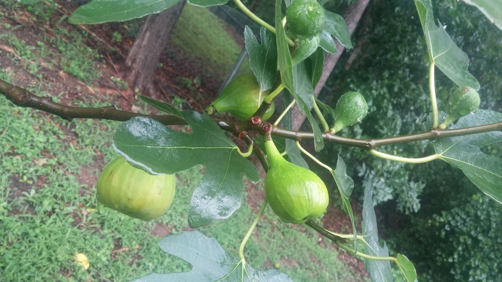 blanche ,lemon, Italian honey  fig tree