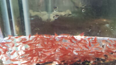 20 small RED CHERRY SHRIMP RCS