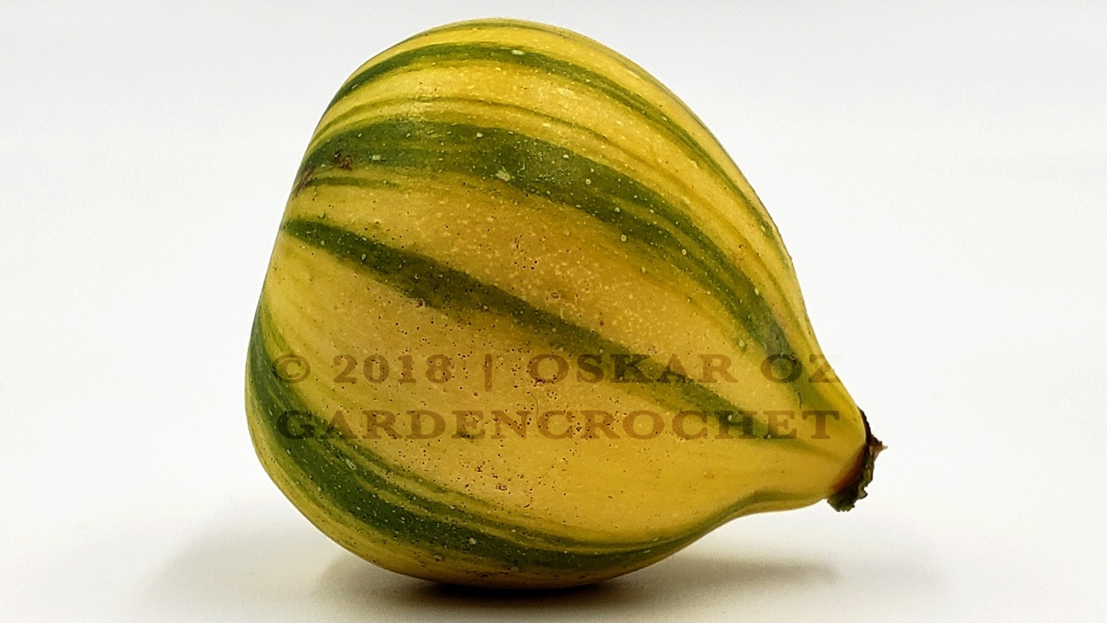 ' BORDISSOT BLANCA RIMADA ' (MP) Fig Tree Cuttings For Propagation ~ 2 Cuttings