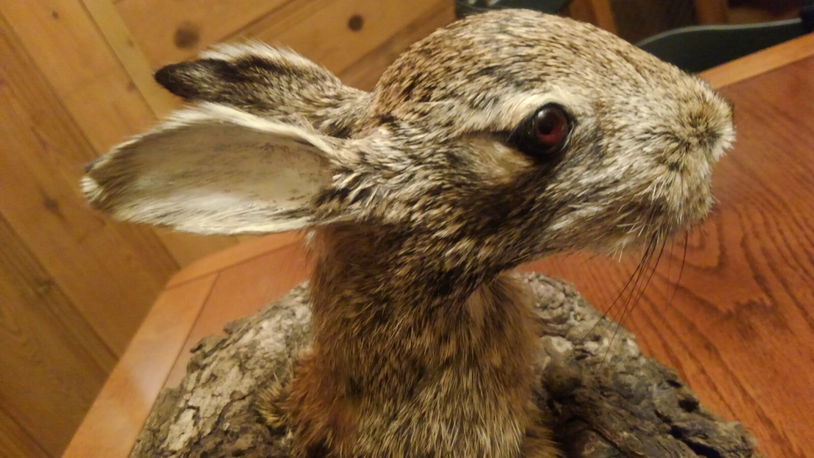 Rabbit Hunting Taxidermy Mount Den Camp Cabin Decoy Hunt Trap Hound rabbits hole