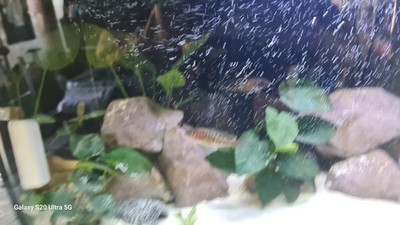 Fotos del artículo de un comprador verificado