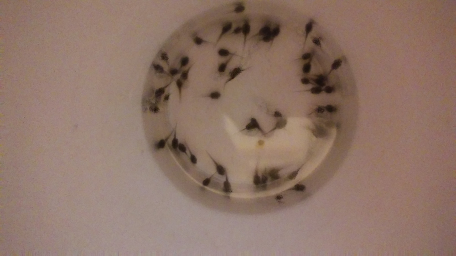 24 tadpoles Tree frog tads