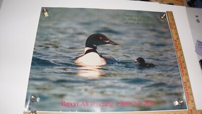 Report All Poaching DNR Loon Poster VINTAGE 1980's
