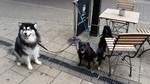 evilvonfluffy