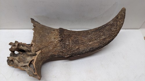 ADA ホーンウッド　HORN WOOD LL Amazon.com: Attwood Drop-In Hidden Horn W/Black And White