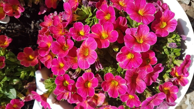 Million Bells * ZauberglÃ¶Ckchen * Calibrachoa * Nr. 3 * 30  Blumensamen