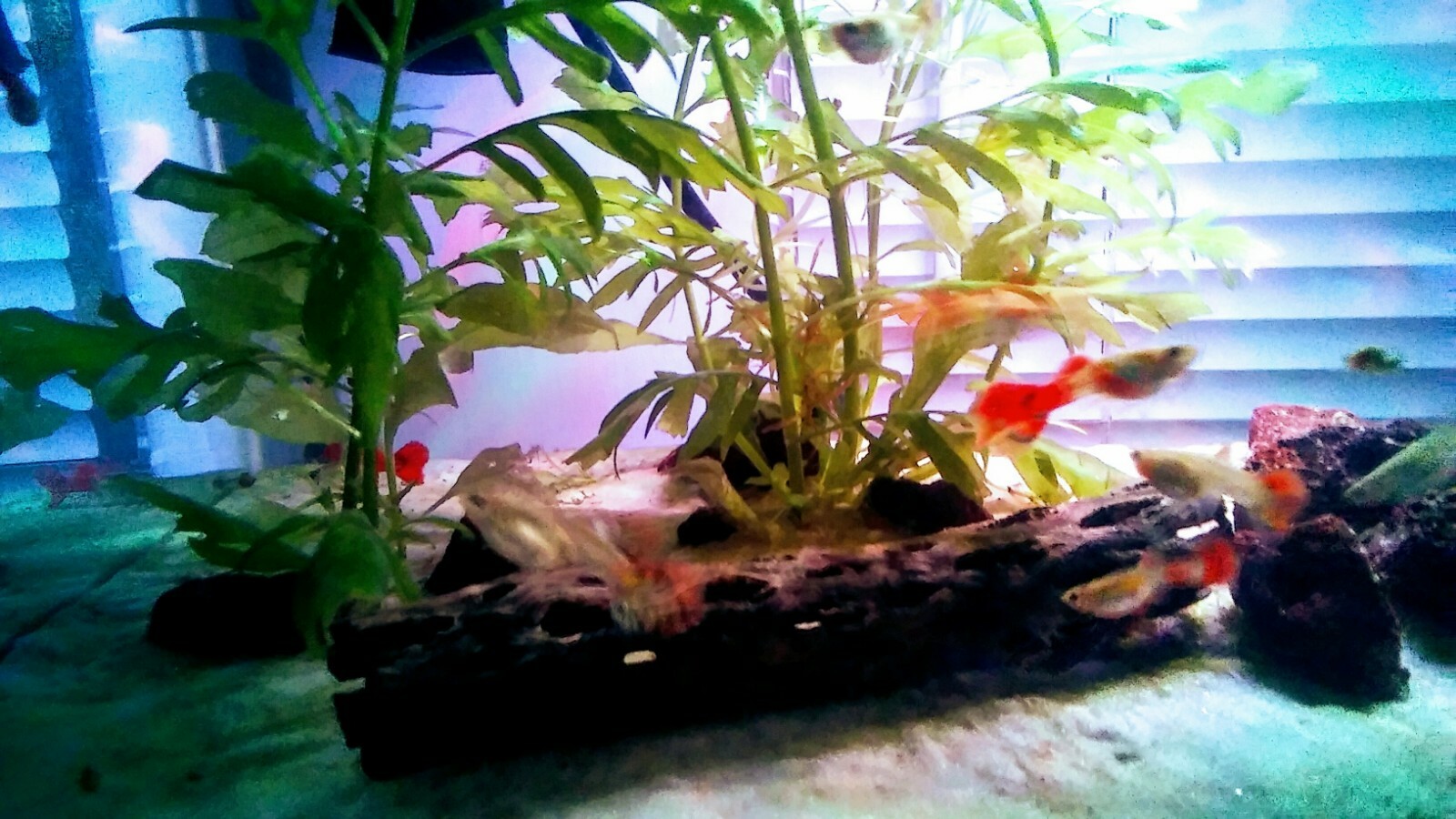 2 Pair Dumble Redtail Guppies ( 2 male & 2 female )