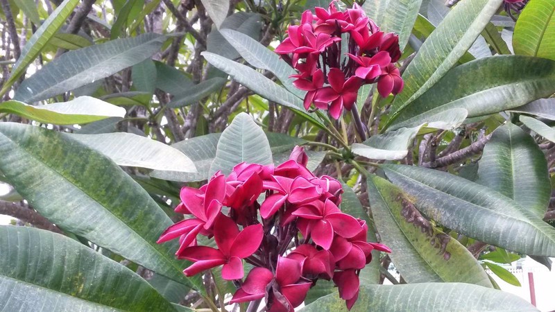 Frangipani Rare Dark Red Plants Gumtree Australia Redland Area Birkdale 1166487860