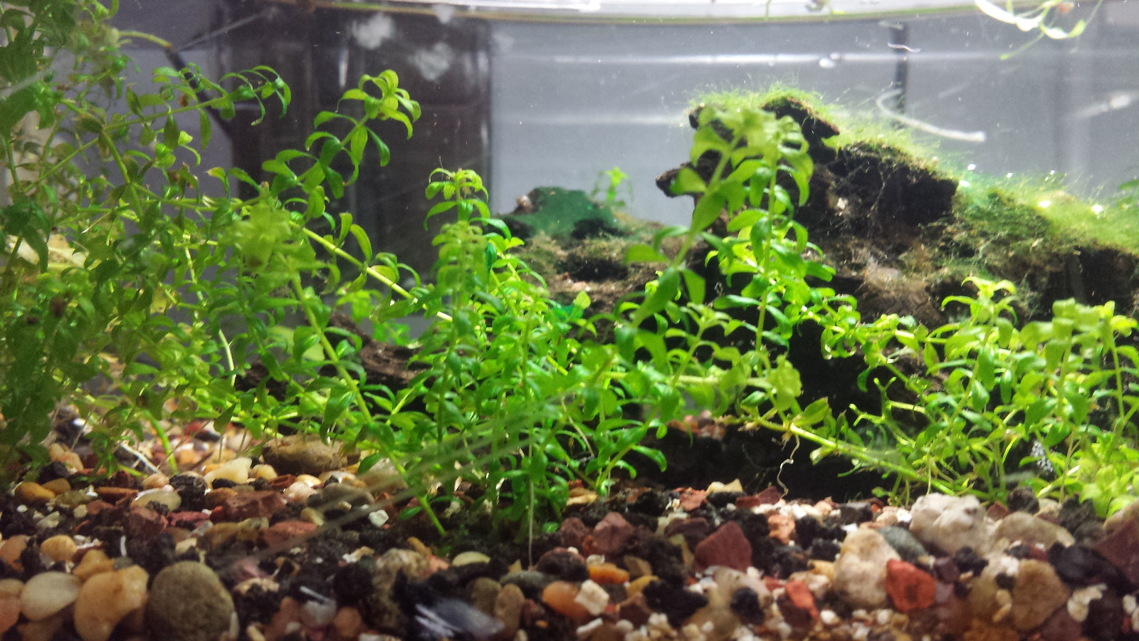 Plant Package- 40 stems- 7 species (Heat pack included)