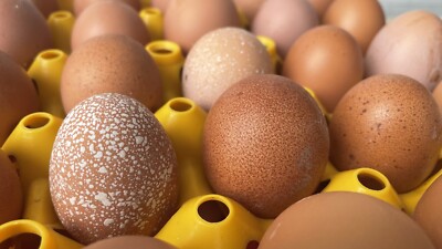 50 frische Hühner Eier aus Freilandhaltung Im Hühnermöbil Freilandeier