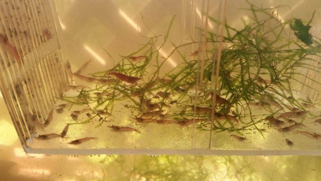 Cherry shrimp for sale Fish Gumtree Australia