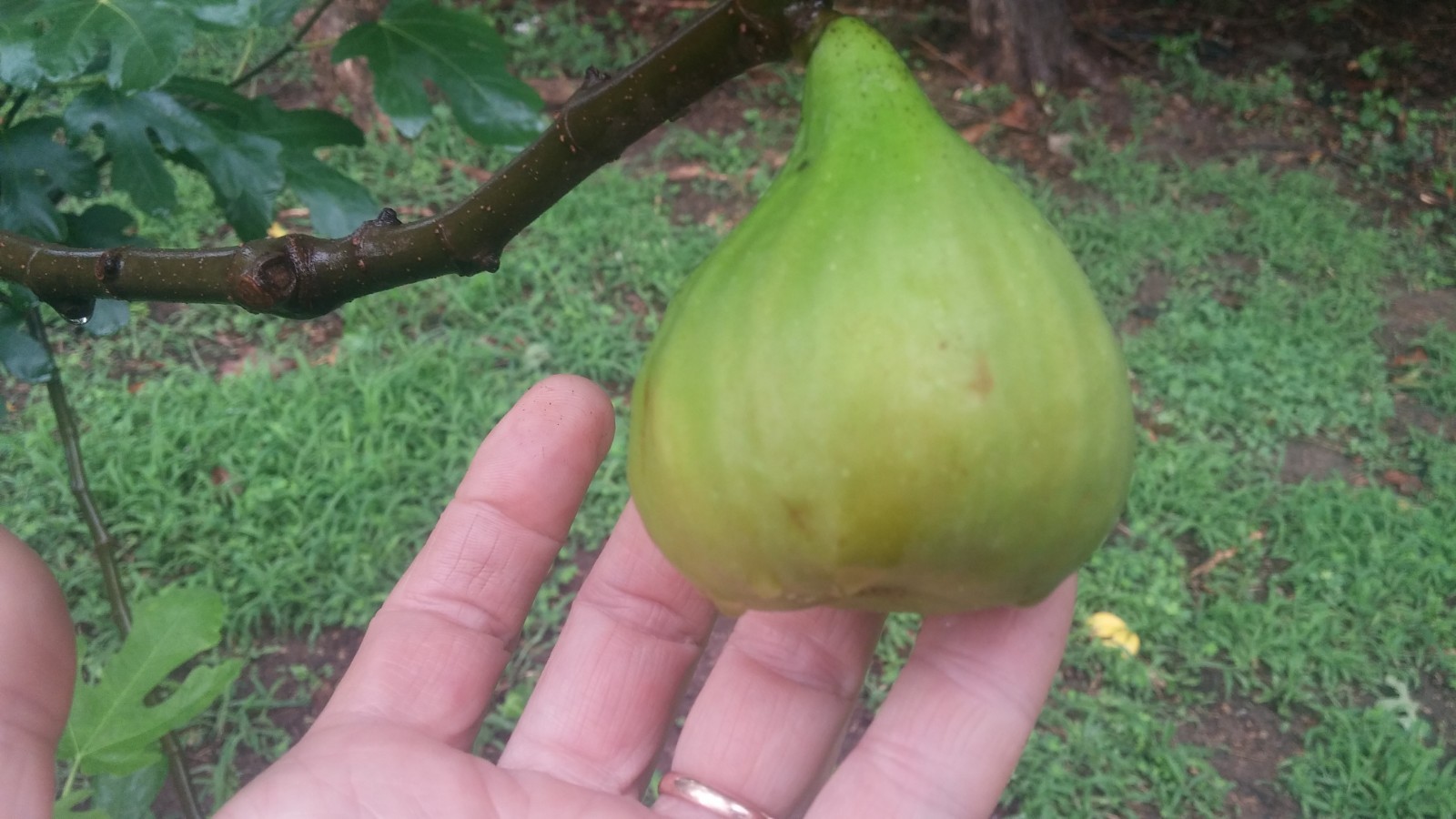 blanche ,lemon, Italian honey  fig tree