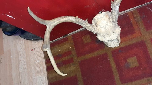 WHITETAIL DEER HEAD SKULL WALL MOUNT ANTLERS HORNS RACK ILLINOIS TAXIDERMY