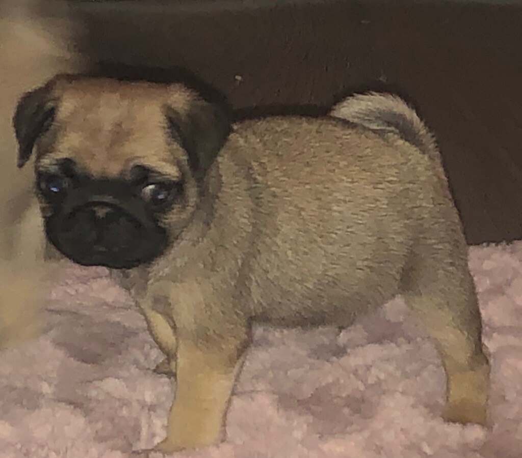 Pug puppies for sale in Uxbridge, London Gumtree
