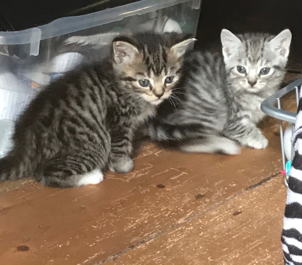 All Reserved!!! Bengal X Kittens in Frome, Somerset Gumtree