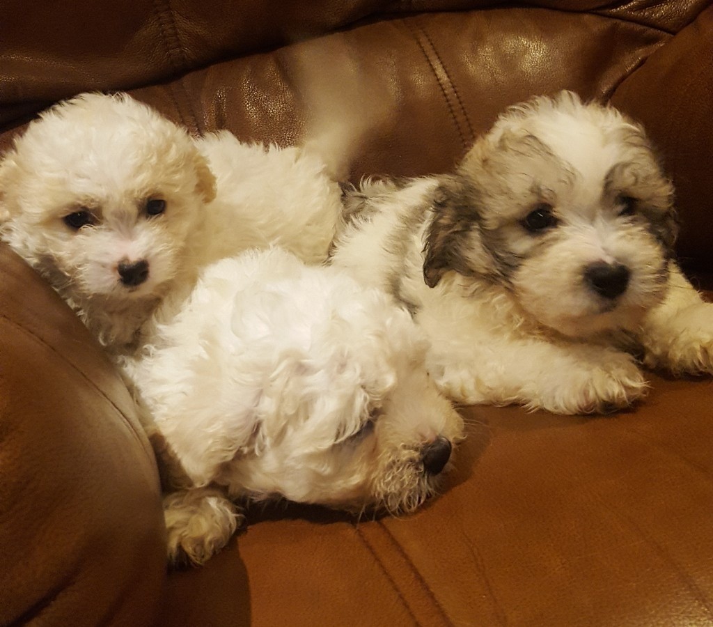 8 weeks old shih tzu x bichon frise in Yate, Bristol Gumtree