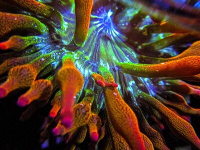 WWC Hawaiian Punch Rainbow Bubble Tip Anemone JF Bounce Coral BTA