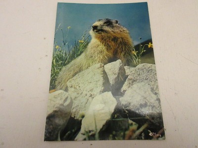 CP CARTE POSTALE ANIMAUX de la MONTAGNE La MARMOTTE - Ecrite