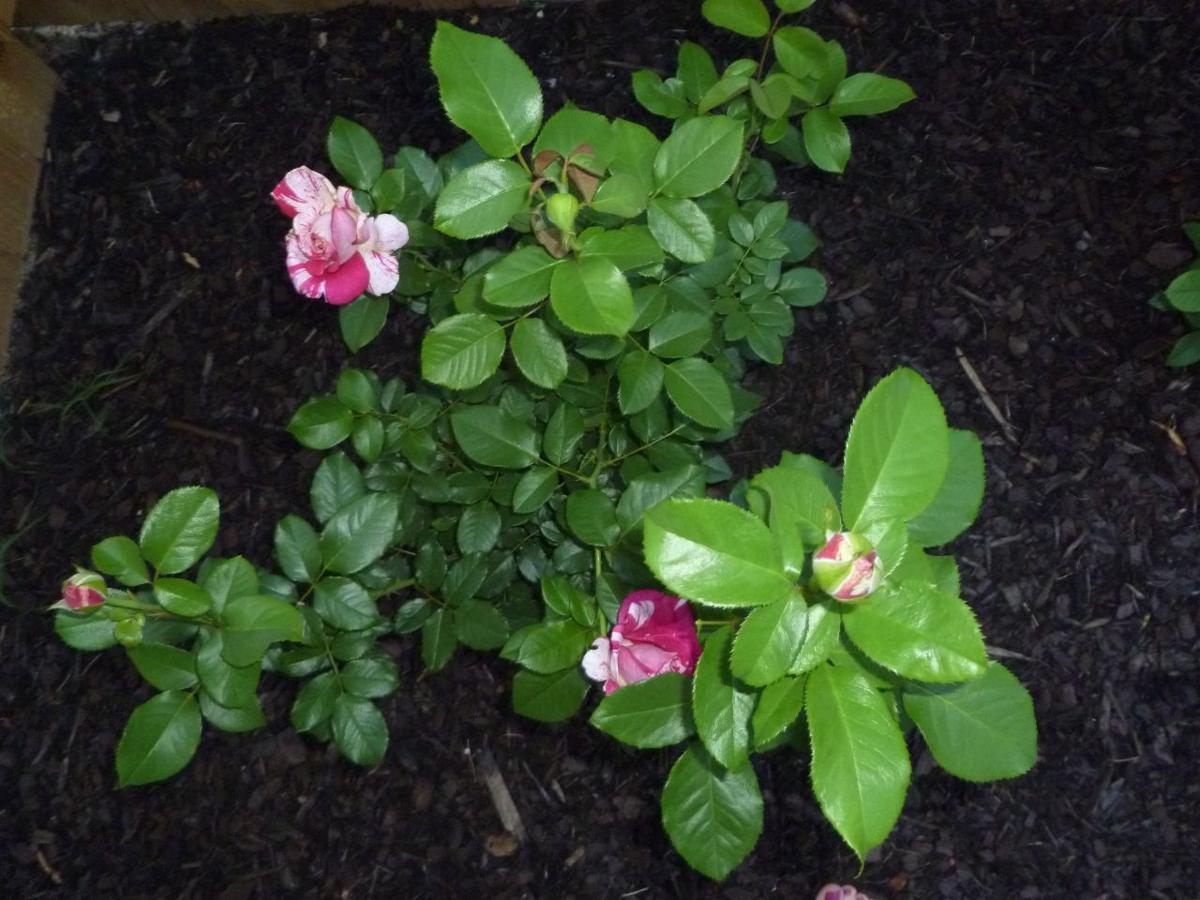 3 Cuttings of Neil Diamond Hybrid Tea Rose  Ready To Root Make Your Own Plants