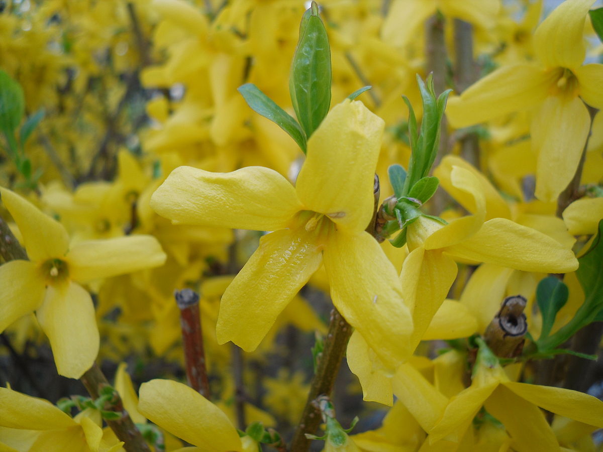 12 GOLDEN FORSYTHIA, UN-ROOTED HARDWOOD CUTTINGS