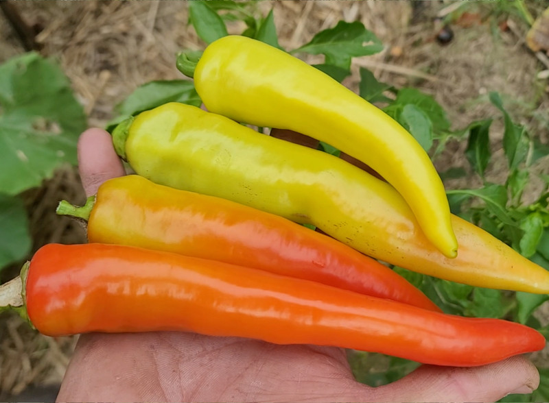 Paprika Sweet Banana Spitzpaprika GemÃ¼Sepaprika Samenfest  15 Samen Samenfest