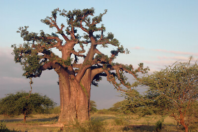 RARE LIVE PLANT 6ft Baobab African - Adonsonia digitata -  Monkey bread tree