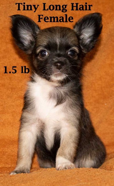 Ready Now One Pedigree Long Hair Chihuahua Female