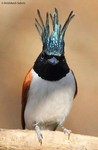aljinama