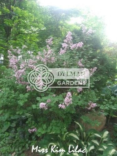 Miss Kim Lilac (Syringa pubescens patula 'Miss Kim') Live Plant - Multiple Sizes