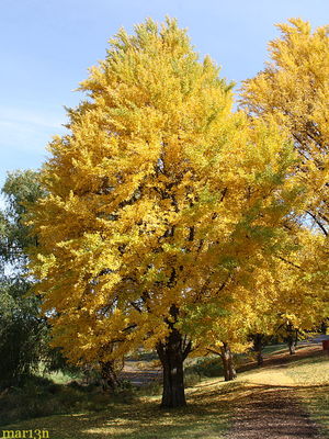 Ginkgo biloba maidenhair tree