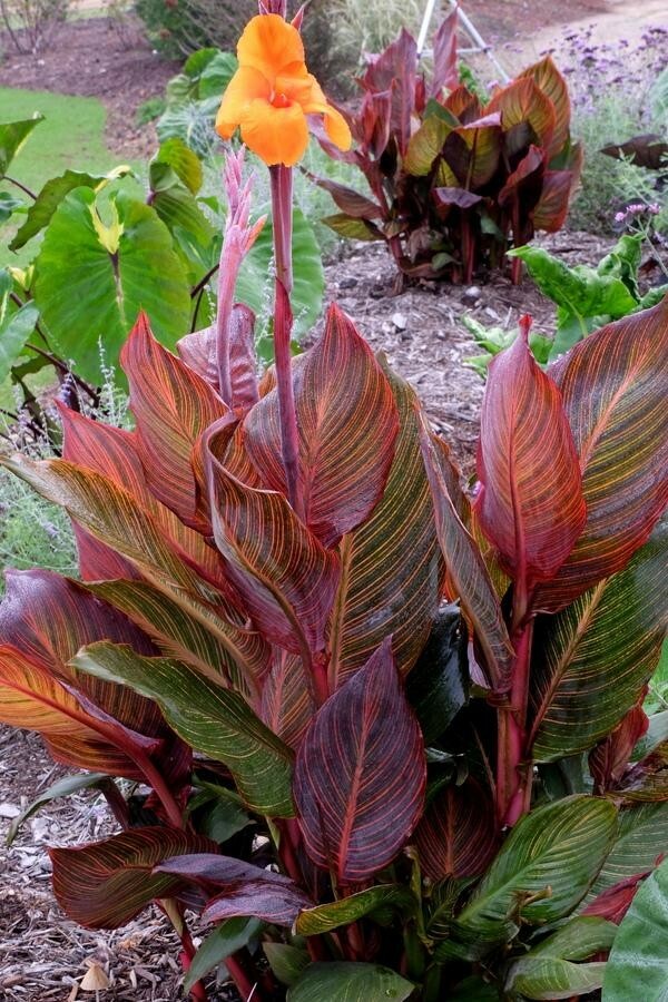 3 TROPICANNA CANNA LILY Rhizome Bulb Vivid Variegated Foliage & Orange Flowers