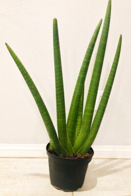 Sansevieria Cylindrica (Snake Plant) - Root Rhizome Only- Well Rooted