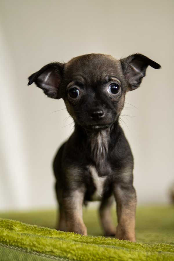 READY NOW SMOOTH HAIR CHIHUAHUA MALE PUPPY FOR SALE in