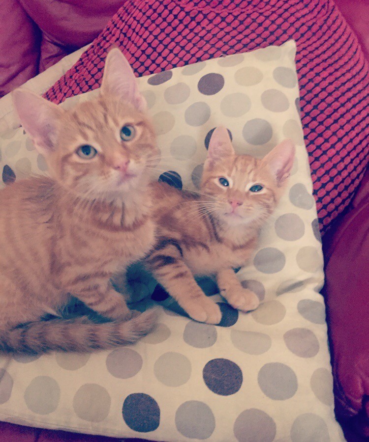 Lovely kittens for sale in Edgware, London Gumtree