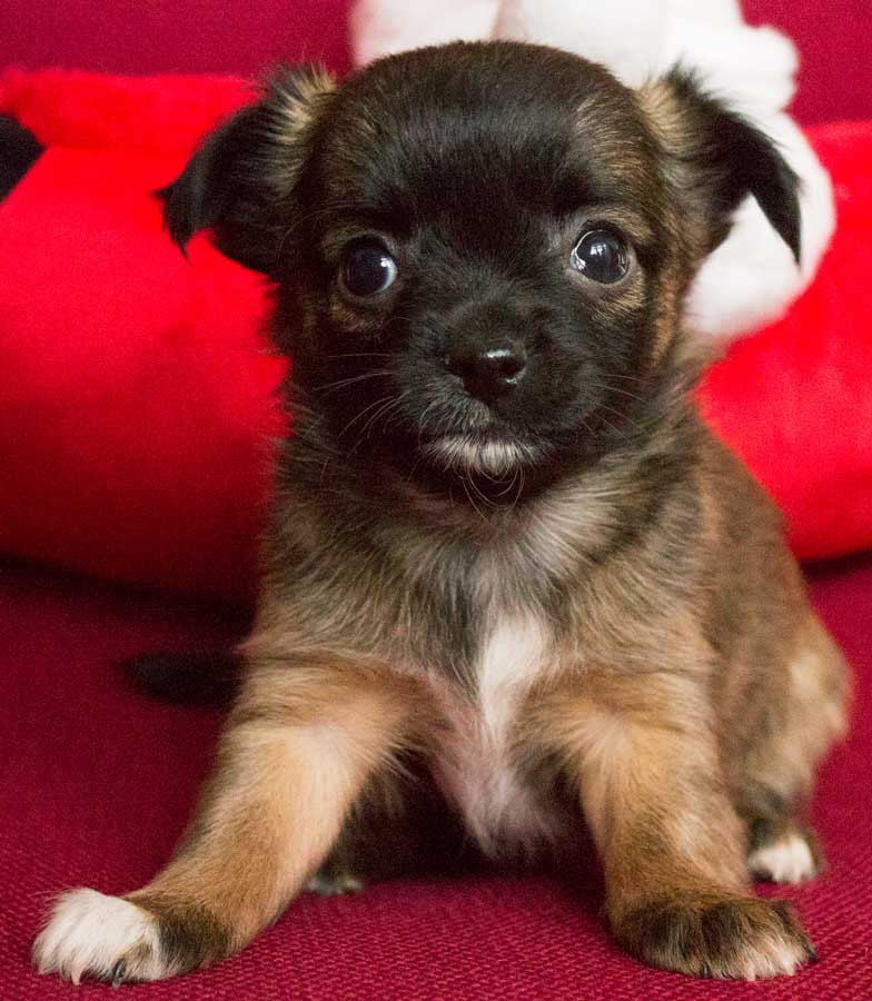 1 Long Haired Female Chihuahua Puppy for sale | in Hull ...