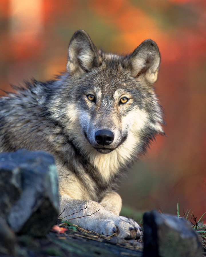 Resting Wolf 8x10 Photograph Print 8"x10"