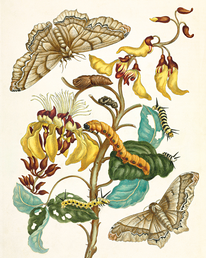 Metamorphosis Insectorum Surinamensium by Maria Sibylla Merian Art Print 8"x10"