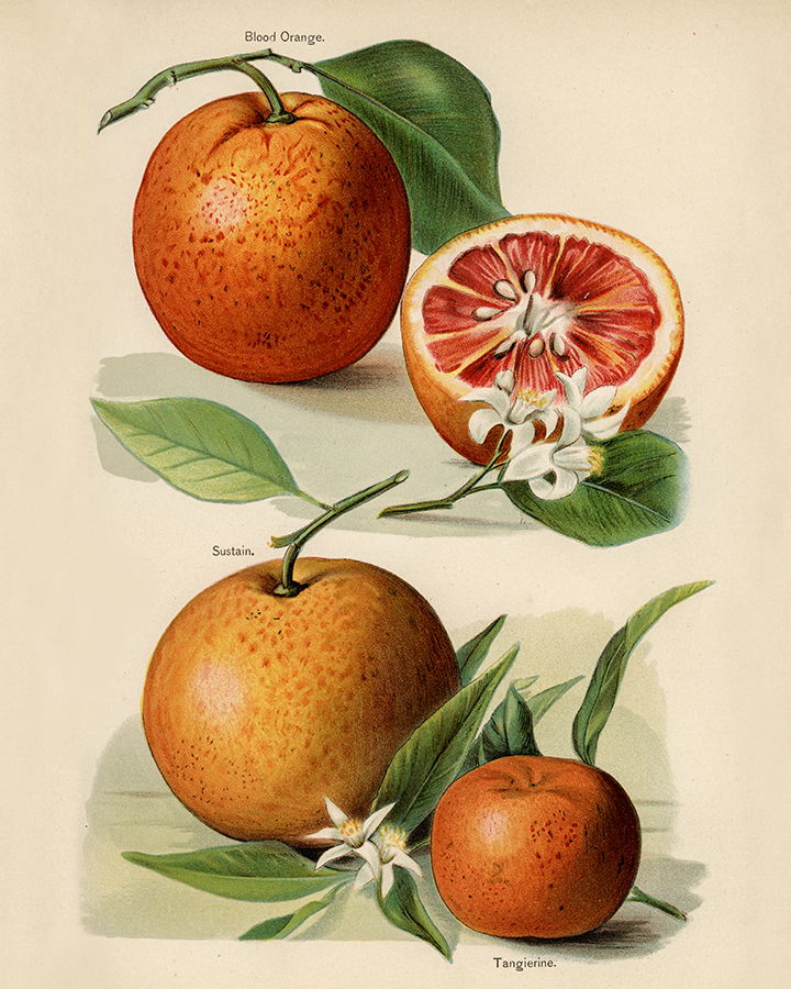 Illustration of orange  from the Fruit Grower's Guide  Art Print 8"x10"