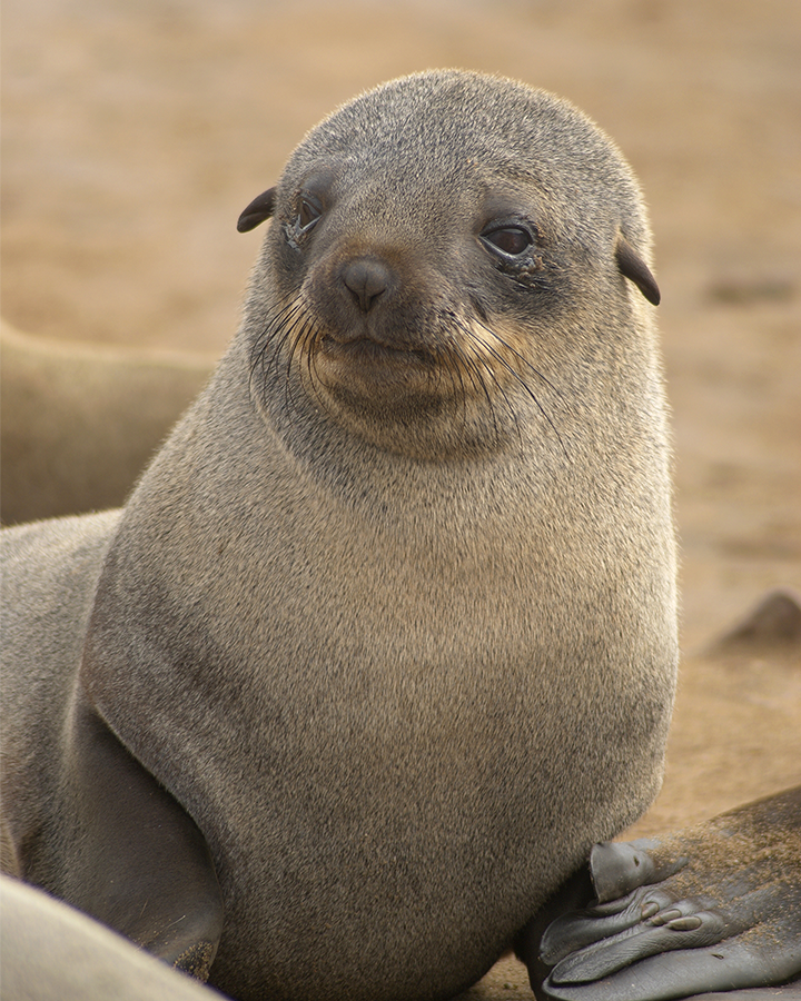 Brown fur seal 8x10 Photograph Print 8"x10"