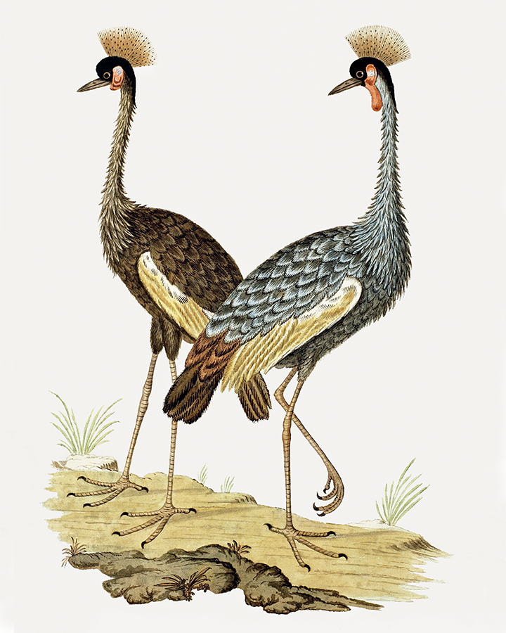 Balearica Regulorum Grey Crowned Crane by Robert Jacob Gordon Art Print 8"x10"