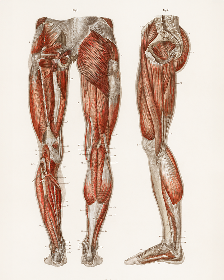 1800's illustration of the muscles of the legs and feet by 8x10 Art Print 8"x10"