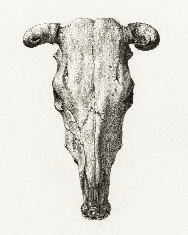 Skull of a cow (1816) by Jean Bernard 8x10 Art Print 8"x10"