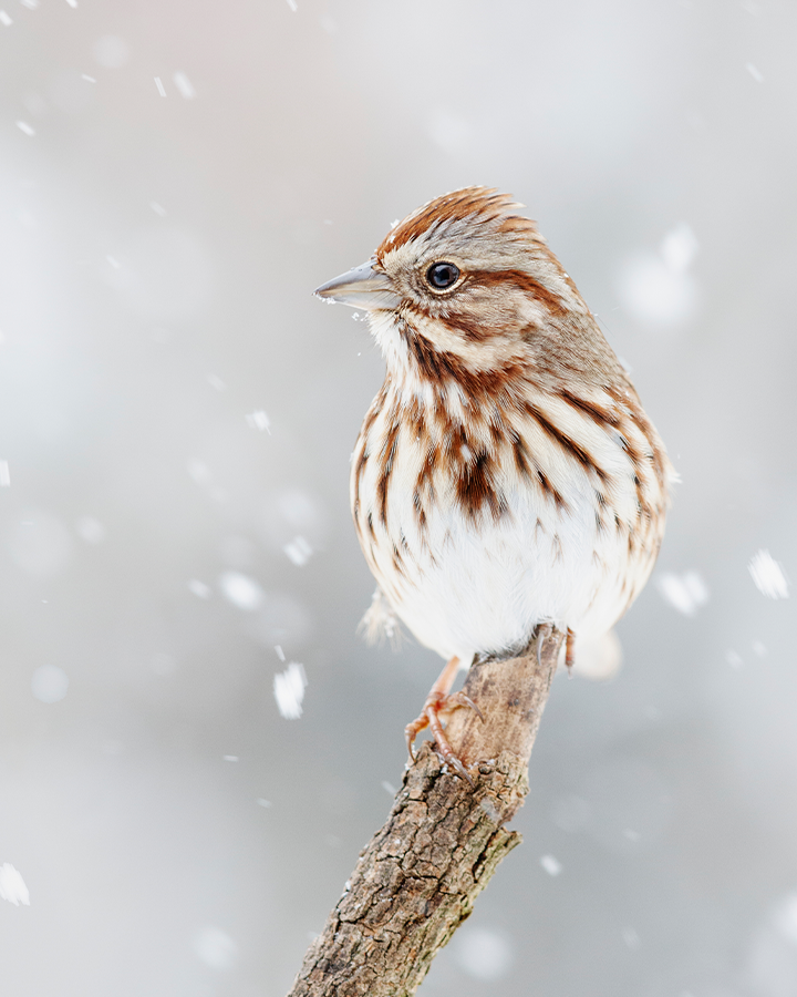 Song sparrow in snow  8x10 Photograph Print 8"x10"