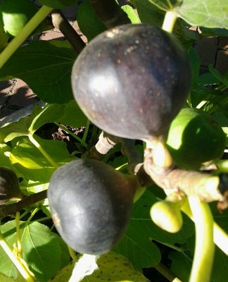 Fig tree "Black Madeira"- 3 cuttings